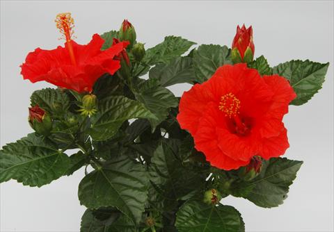 Foto de variedad de flores para ser usadas como: Maceta y planta de temporada Hibiscus rosa-sinensis Sunny Cities® Borderaux