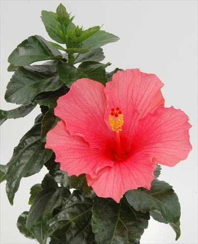 Foto de variedad de flores para ser usadas como: Maceta y planta de temporada Hibiscus rosa-sinensis Sunny Cities® Cancun