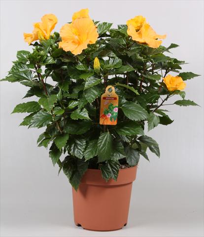 Foto de variedad de flores para ser usadas como: Maceta y planta de temporada Hibiscus rosa-sinensis Sunny Cities® Eloka