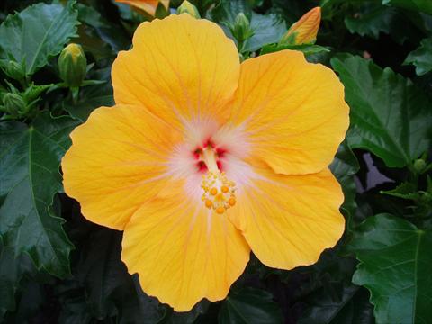 Foto de variedad de flores para ser usadas como: Maceta y planta de temporada Hibiscus rosa-sinensis Sunny Cities® Havana