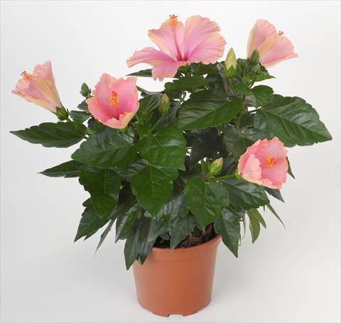Foto de variedad de flores para ser usadas como: Maceta y planta de temporada Hibiscus rosa-sinensis Sunny Cities® Napoli
