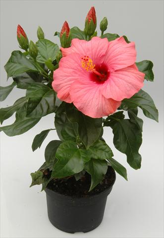 Foto de variedad de flores para ser usadas como: Maceta y planta de temporada Hibiscus rosa-sinensis Sunny Cities® New Venitie