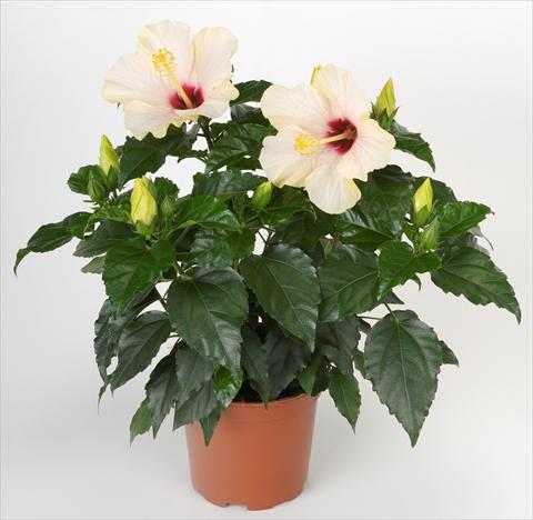 Foto de variedad de flores para ser usadas como: Maceta y planta de temporada Hibiscus rosa-sinensis Sunny Cities® Saint Tropez