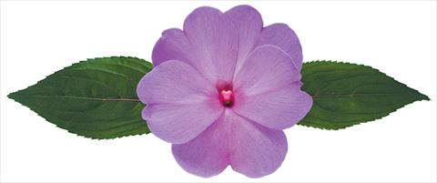 Foto de variedad de flores para ser usadas como: Maceta, planta de temporada, patio Impatiens N. Guinea Galaxy® Gaia