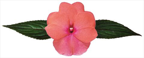 Foto de variedad de flores para ser usadas como: Maceta, planta de temporada, patio Impatiens N. Guinea Galaxy® Sofia