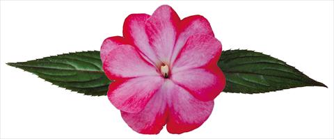 Foto de variedad de flores para ser usadas como: Maceta, planta de temporada, patio Impatiens N. Guinea Galaxy® Tiago