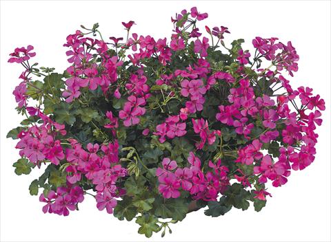 Foto de variedad de flores para ser usadas como: Maceta, patio, Tarrina de colgar Pelargonium peltatum Joker Fucsia