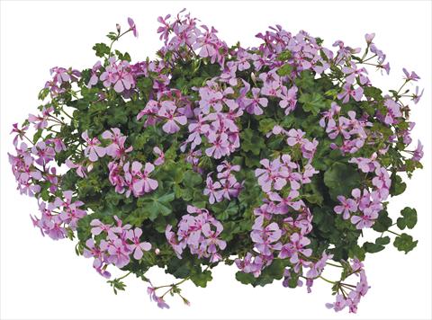 Foto de variedad de flores para ser usadas como: Maceta, patio, Tarrina de colgar Pelargonium peltatum Joker Lilac