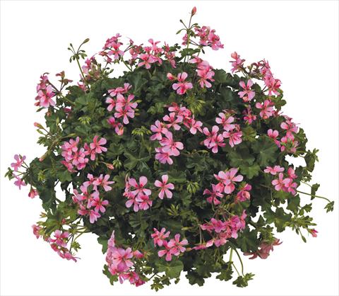Foto de variedad de flores para ser usadas como: Maceta, patio, Tarrina de colgar Pelargonium peltatum Joker Pink
