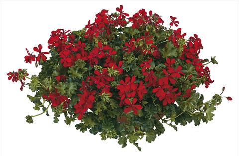 Foto de variedad de flores para ser usadas como: Maceta, patio, Tarrina de colgar Pelargonium peltatum Joker Red
