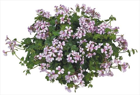 Foto de variedad de flores para ser usadas como: Maceta, patio, Tarrina de colgar Pelargonium peltatum Joker White Vein