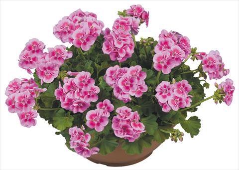 Foto de variedad de flores para ser usadas como: Maceta o Tarrina de colgar Pelargonium zonale Flower Kiss Pink