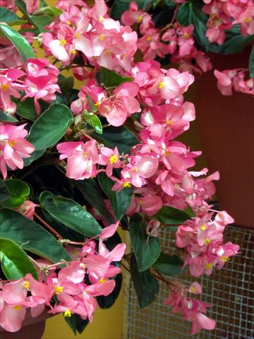 Foto de variedad de flores para ser usadas como: Maceta o cesta de trasplante Begonia hybrida Dragon Wing Rosa