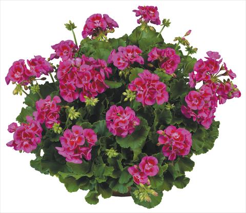 Foto de variedad de flores para ser usadas como: Maceta o Tarrina de colgar Pelargonium zonale Flower Kiss Violet