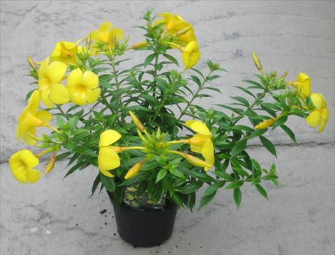 Foto de variedad de flores para ser usadas como: Planta de temporada, patio, Tarrina de colgar Allamanda cathartica Anna