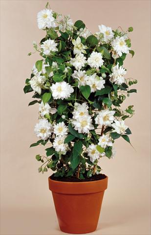 Foto de variedad de flores para ser usadas como: Planta de temporada / borde del macizo Clematis Arctic Queen™