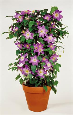 Foto de variedad de flores para ser usadas como: Planta de temporada / borde del macizo Clematis Crystal Fountain™