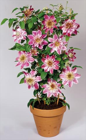 Foto de variedad de flores para ser usadas como: Planta de temporada / borde del macizo Clematis Empress™