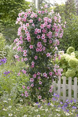 Foto de variedad de flores para ser usadas como: Patio, Maceta Dipladenia Sundaville Classic Cream Pink