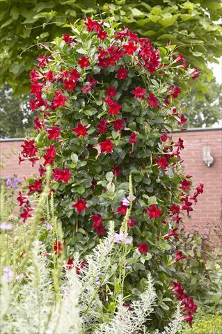 Foto de variedad de flores para ser usadas como: Patio, Maceta Dipladenia Sundaville Classic Dark Red