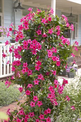 Foto de variedad de flores para ser usadas como: Patio, Maceta Dipladenia Sundaville Classic Pink