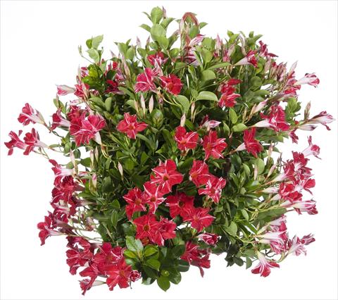 Foto de variedad de flores para ser usadas como: Patio, Maceta Dipladenia Sundaville Classic Red Star