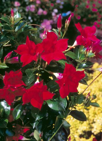 Foto de variedad de flores para ser usadas como: Patio, Maceta Dipladenia Sundaville Classic Red