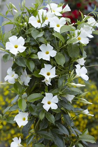 Foto de variedad de flores para ser usadas como: Patio, Maceta Dipladenia Sundaville Classic White