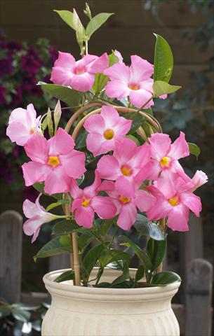 Foto de variedad de flores para ser usadas como: Patio, Maceta Dipladenia Sundaville Cosmos Pink