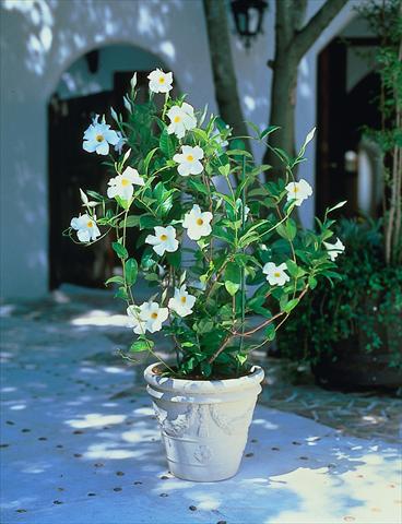 Foto de variedad de flores para ser usadas como: Patio, Maceta Dipladenia Sundaville Cosmos White