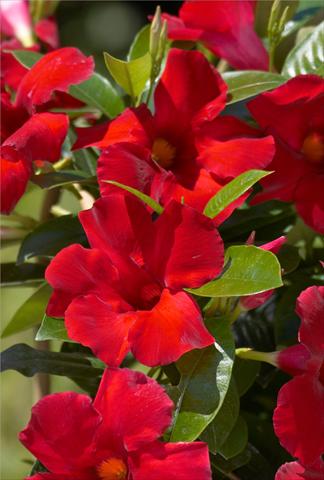 Foto de variedad de flores para ser usadas como: Patio, Maceta Dipladenia Sundaville Crimson King