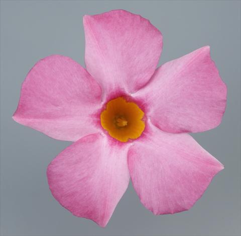 Foto de variedad de flores para ser usadas como: Patio, Maceta Dipladenia Sundaville Pretty Rose
