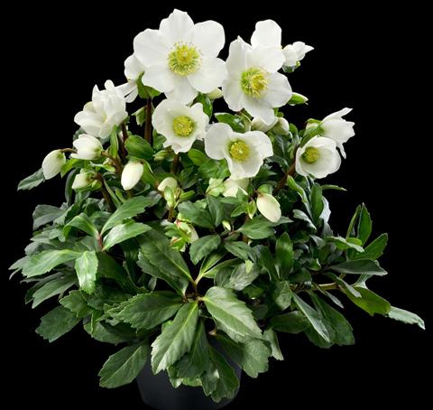 Foto de variedad de flores para ser usadas como: Planta de temporada / borde del macizo Helleborus Orientalis-Hybr. 