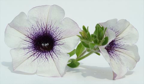 Foto de variedad de flores para ser usadas como: Maceta, planta de temporada, patio Petunia Surfinia® Blue Vein