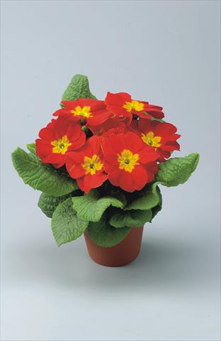 Foto de variedad de flores para ser usadas como: Maceta y planta de temporada Primula acaulis, veris, vulgaris Eblo Rossa