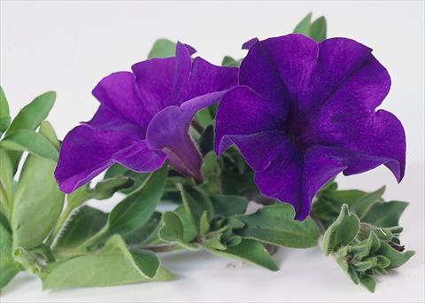 Foto de variedad de flores para ser usadas como: Maceta, planta de temporada, patio Petunia Surfinia® Blue