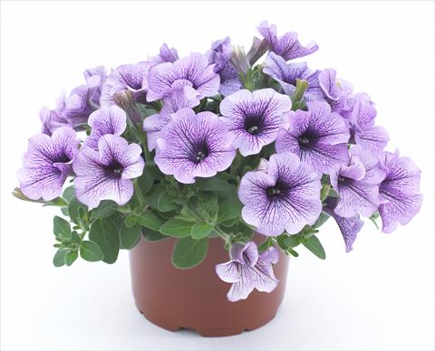 Foto de variedad de flores para ser usadas como: Maceta, planta de temporada, patio Petunia Surfinia® Compact Purple Vein