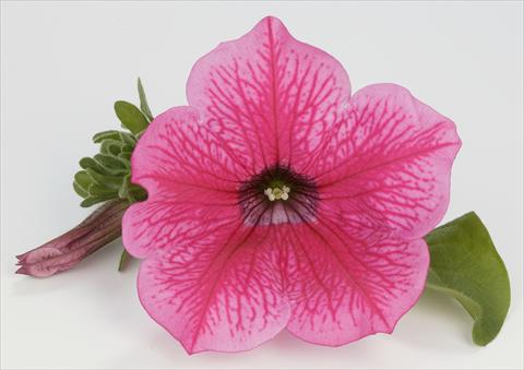 Foto de variedad de flores para ser usadas como: Maceta, planta de temporada, patio Petunia Surfinia® Hot Pink 05