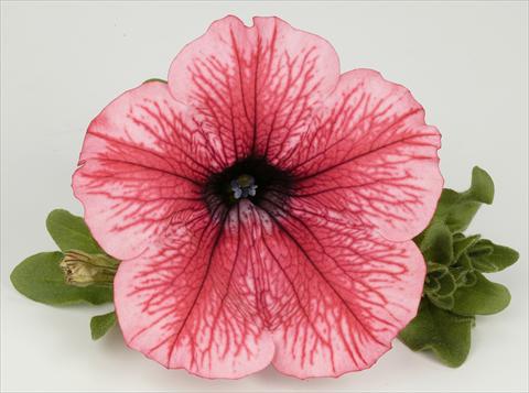 Foto de variedad de flores para ser usadas como: Maceta, planta de temporada, patio Petunia Surfinia® Hot Red