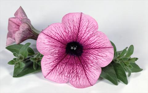 Foto de variedad de flores para ser usadas como: Maceta, planta de temporada, patio Petunia Surfinia® Pink Vein 06