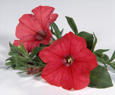 Foto de variedad de flores para ser usadas como: Maceta, planta de temporada, patio Petunia Surfinia® Red