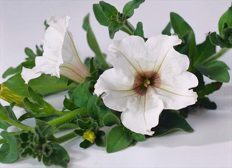 Foto de variedad de flores para ser usadas como: Maceta, planta de temporada, patio Petunia Surfinia® White