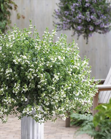 Foto de variedad de flores para ser usadas como: Maceta, patio, Tarrina de colgar Scaevola aemula Surdiva® White 11
