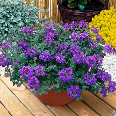 Foto de variedad de flores para ser usadas como: Maceta, patio, Tarrina de colgar Verbena Temari® Blue