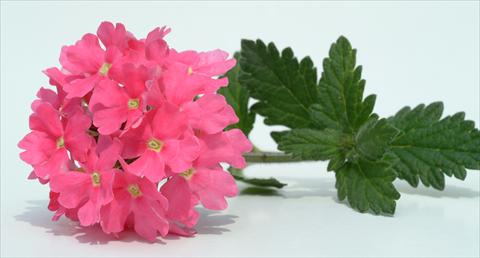Foto de variedad de flores para ser usadas como: Maceta, patio, Tarrina de colgar Verbena Temari® Coral Pink