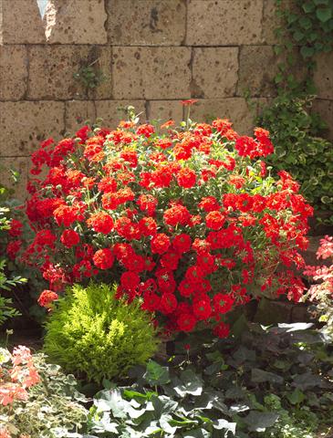 Foto de variedad de flores para ser usadas como: Maceta, patio, Tarrina de colgar Verbena Temari® Red 2006