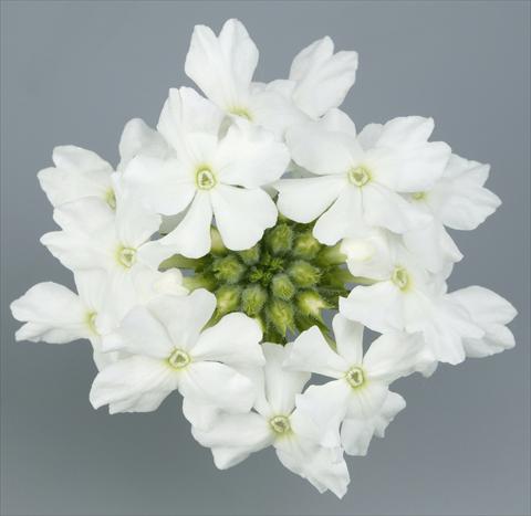 Foto de variedad de flores para ser usadas como: Maceta, patio, Tarrina de colgar Verbena Temari® White