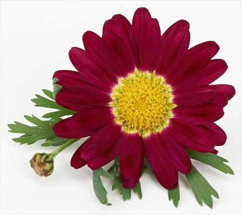 Foto de variedad de flores para ser usadas como: Maceta y planta de temporada Argyranthemum frutescens Bellavita Classic Magenta