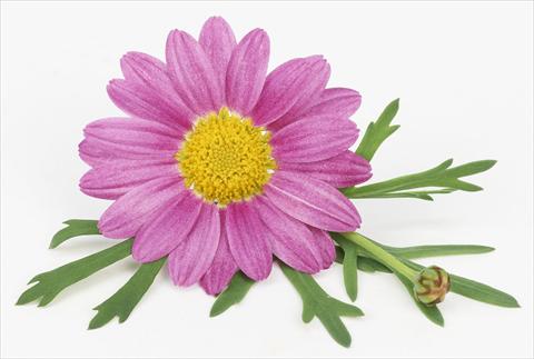 Foto de variedad de flores para ser usadas como: Maceta y planta de temporada Argyranthemum frutescens Bellavita Classic Pink