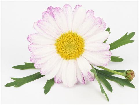 Foto de variedad de flores para ser usadas como: Maceta y planta de temporada Argyranthemum frutescens Bellavita Classic Spray